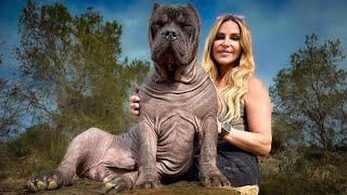 THE HAIRLESS AMERICAN BULLY - Brand New Dog Breed