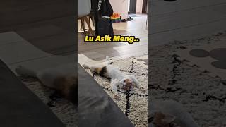 kucing diakir pekan_Meresahkan  #shorts #cat