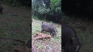 Native pig farming