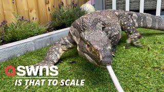 Meet Rex - the 18kg monitor lizard who lives with family-of-four and even goes out for walks  SWNS