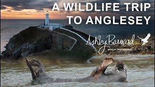 Wild Anglesey A Photography Journey Through my lens