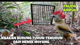 JEBAKAN BURUNG PALING UNIK DAN AMPUH WARISAN DARI NENEK MOYANG