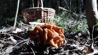 Первые весенние грибы 2020 года. Много грибов и впечатлений