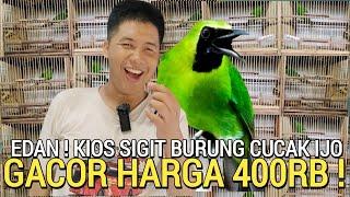 BURUNG SEHAT  BODI BIG CUCAK IJO GACOR HARGA 400RB TERLALU DI PASAR BURUNG PRAMUKA HARI INI