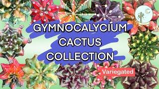 Gymnocalycium variegated Cactus Collection Part 1 — Ep 05
