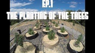 THE MOUNTAIN PROJECT -  EP. 1 The Planting of The Trees