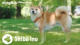 Shiba Inu im Rasseporträt Charakter Haltung & Pflege  zooplus Magazin