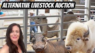 Behind-the-Scenes at the Alternative Livestock Auction Must-See