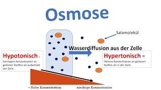 Osmose Biologie Oberstufe - Passiver Stofftransport durch die Biomembran 22