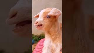 suara suara kambing lucu lucu