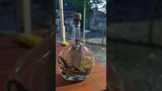 #ular di dalam botol #shortsyoutube #shortvideo #shorts