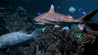 Amazing Underwater World  Pemandangan Dunia bawah laut