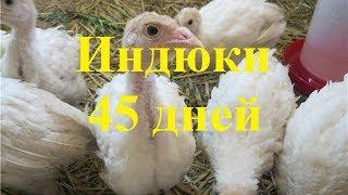 Индюки 45 дней