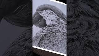 Macaww pencil sketch #viral #trending #drawing #macaw #sketch #shorts