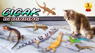 CICAK CICAK DI DINDING  Cicak Gecko Tokek VS Kucing Persia