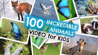 100 Incredible Animals Video for Kids  Enjoying God My Creator  Watch & Worship Activity