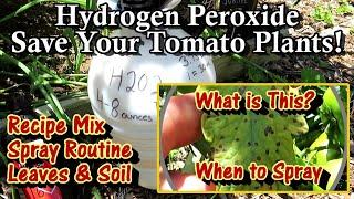 Save Your Tomato Plants with Hydrogen Peroxide Spray Cheap & Easy Mix Ratio Routine and More