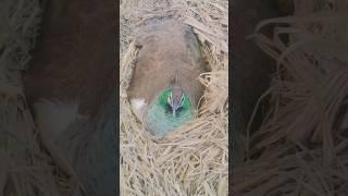 on eggs  #youtubeshorts #peacock #eggs #viral #youtuber #shere #shortvideo