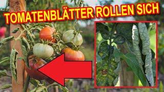 TOMATENBLÄTTER ROLLEN SICH EIN - Eingerollte Blätter bei Tomatenpflanzen URSACHE & LÖSUNG