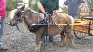 Driving Charisma - How To Harness and Drive a Pony or Miniature Horse