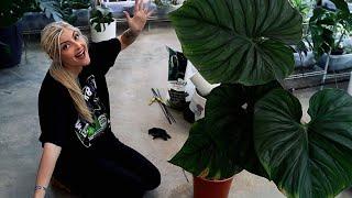 Chaotic Plant Chores Watch me wrestle a GIANT PLOWMANII