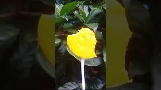 Reverse Special Candy  Magic Eating Show #shorts #viral #lolipop