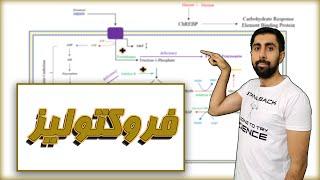 فروکتولیز در بیوشیمی  کاربرد پزشکی، ورزشی و تغذیه ای