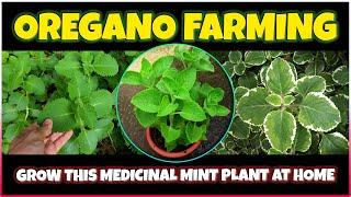 Oregano Mexican Mint farming  How to grow Mexican Mint Plant  Medicinal Plant farming