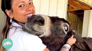 Donkeys Smile And Sing When They See These Owners  Cuddle Buddies