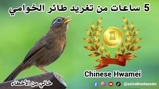 5 ساعات من تغريد  طائر الخوامي Chinese Hwamei