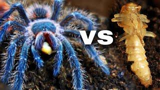 BUG WARS  Tarantula vs Beetle Pupa DESTROYED