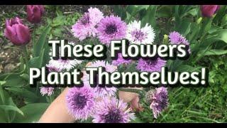 9 Self-Seeding Flowers to Grow