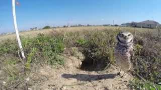 A Few Minutes with the Burrowing Owls