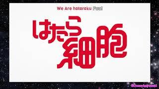 Opening Anime - Hataraku Saibou + Lirik