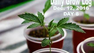 Daily Cannabis Grow Log - Dec. 12