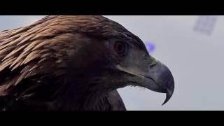 PC7-TEAM  Soar like a Hawk