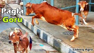 Vutti Pagla Goru 2022  Sadeeq Agro Pagla Gorur Paglami 2022  Biggest Cow In Bangladesh  Cow Farm