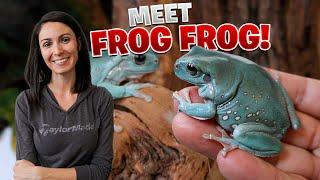 I Can’t Believe How Amazing These Frogs Are Unboxing Whites Tree Frogs