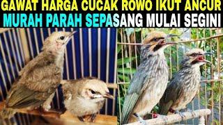 GAWAT HARGA CUCAK ROWO IKUT ANCUR MURAH PARAH SEPASANG MULAI SEGINI Di Pasar Burung Pramuka Hari ini