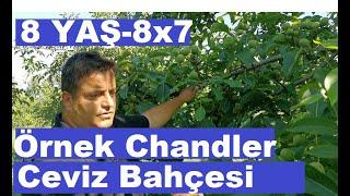 Chandler Cevizde Doğru Gübreleme - Yüksek Verim Alma Teknikleri