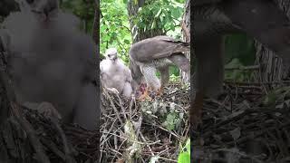 #bird #nature #goshawk #тетеревятник самка кормит птенцов