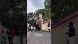ആനകളിലെ സായിപ്പിന്റെ നിൽപ് കണ്ടോ #youtubeshorts #keralaelephant #elephant #travel #arikombonele