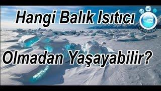 Isıtıcı Olmadan Yaşayan Balıklar