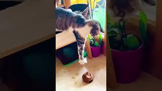 #funnycats #funnyvideo #funnycatvideos #catsagram #catlovers #catslove #lustigekatzenvideos #catlife