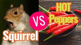 SQUIRRELS VS HOT PEPPER BIRD SEED Does this spicy food actually work against squirrels?