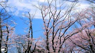 Nature of Japan Full HD Movie - Cozy atmosphere  + Piano Relaxation Music