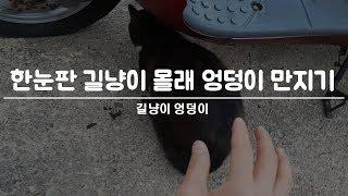 한눈팔고 있는 길냥이 엉덩이 몰래 만지기