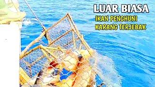 Tarik Bubu Laut Di Huni Ikan Berkelas Export Luar Negeri