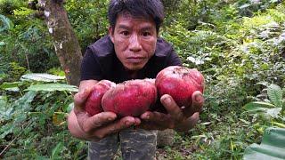 Lots of delicious fruit to nourish the wild boars Wilderness Alone Episode 99