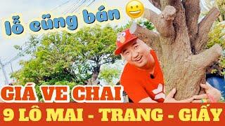 Giá ve chai 9 lô MAI - TRANG - GIẤY tứ quý mai vàng zin ghép đủ giống Vinh Cao Nguyên ở Bình Dương